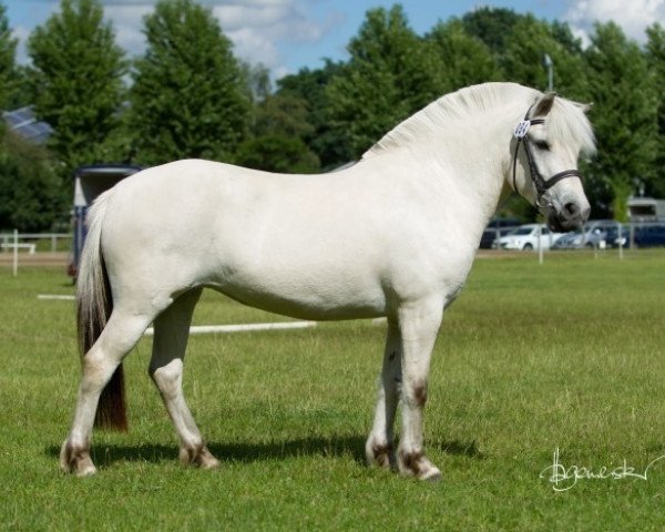 broodmare Gamleskolens Polar Lys (Fjord Horse, 2012, from Østerskov's Gulliver)