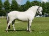 broodmare Gamleskolens Polar Lys (Fjord Horse, 2012, from Østerskov's Gulliver)