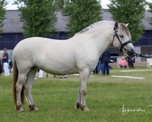 broodmare Finni Kaptain (Fjord Horse, 2011, from Finfin N.2601)