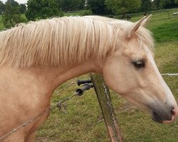 Dressurpferd Cloud Z (Deutsches Reitpony, 2011, von Top Carlos Cassini)