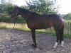 dressage horse Equina Lee (Oldenburg, 2011, from Licotus)