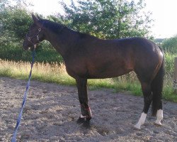 dressage horse Equina Lee (Oldenburg, 2011, from Licotus)