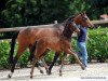 dressage horse Stute von Baccardi / Rosengold (Westphalian, 2016, from Baccardi)