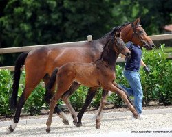 Dressurpferd Stute von Baccardi / Rosengold (Westfale, 2016, von Baccardi)