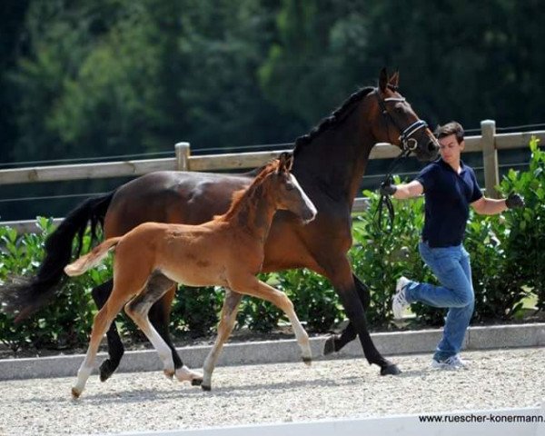 dressage horse Hengst von Baccardi / Rocky Lee (Westphalian, 2016, from Baccardi)