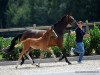 dressage horse Hengst von Baccardi / Rocky Lee (Westphalian, 2016, from Baccardi)