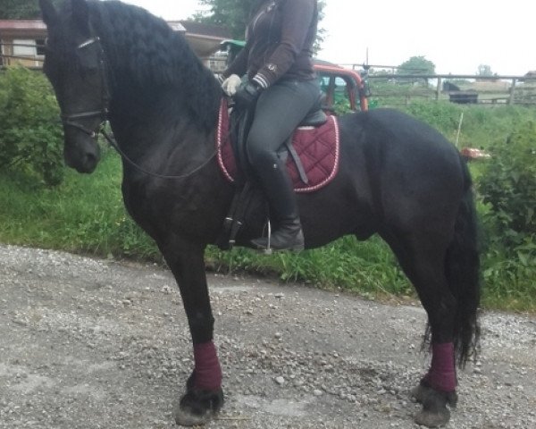 horse Henry (Friese,  )