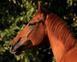 jumper Picasso 806 (Hanoverian, 2008, from Perigueux)