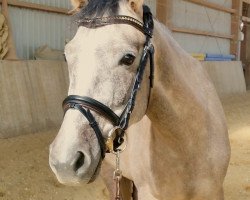 jumper Chelsea Queen (German Riding Pony, 2012, from Chelsea London)