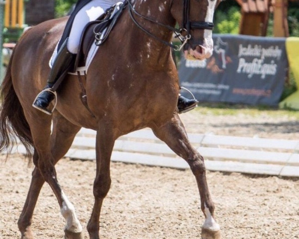 dressage horse Powerpoint (KWPN (Royal Dutch Sporthorse), 2003, from Cabochon)