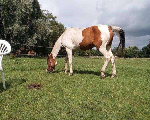 Zuchtstute Lilly (Pinto/Hunter, 2013, von Shooting Star 22)