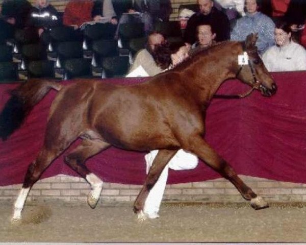 stallion Baccarav van de Corijon (Nederlands Rijpaarden en Pony, 1982, from Baccarat ox)