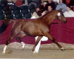 stallion Baccarav van de Corijon (Nederlands Rijpaarden en Pony, 1982, from Baccarat ox)