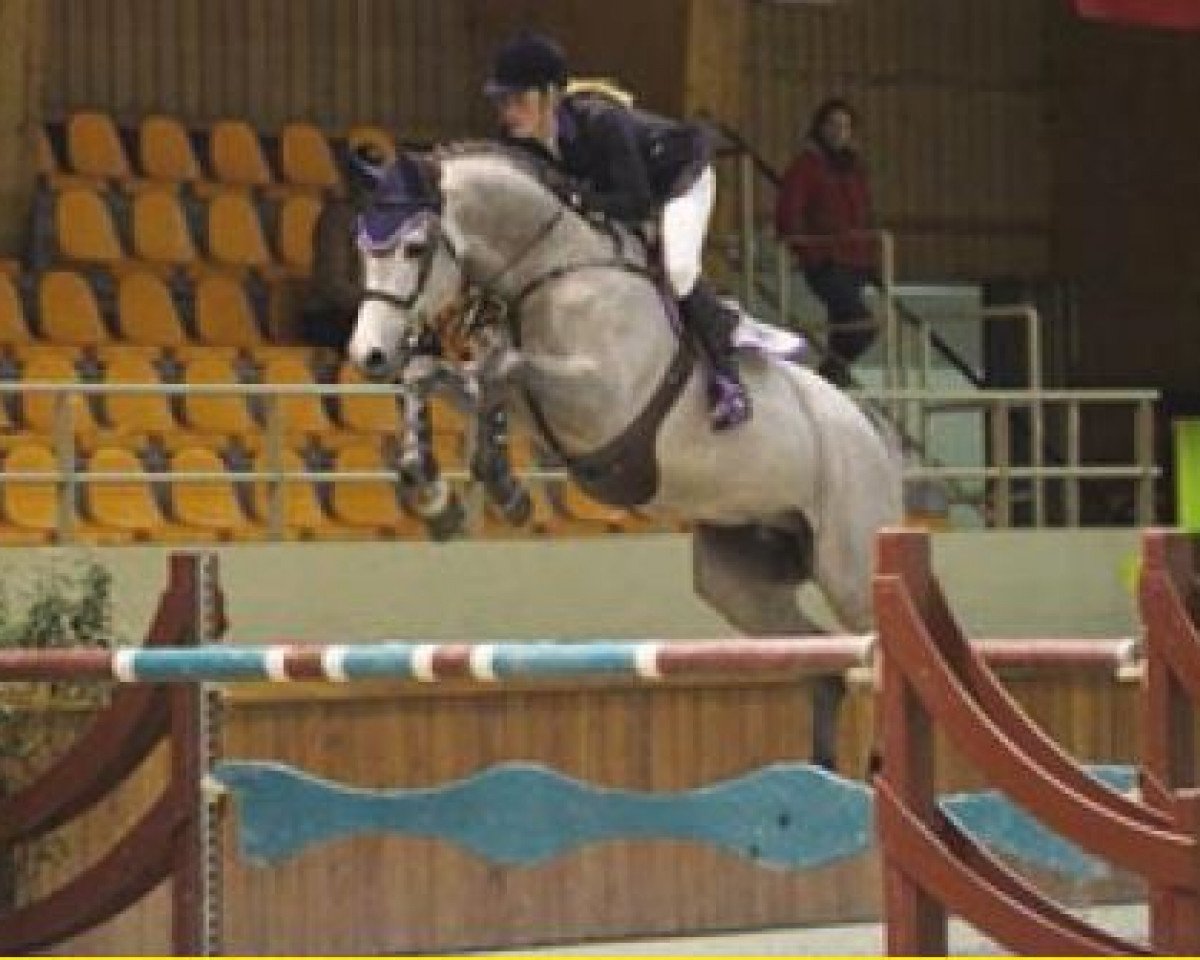 Deckhengst Blend (KWPN (Niederländisches Warmblut), 2006, von Chin Chin)