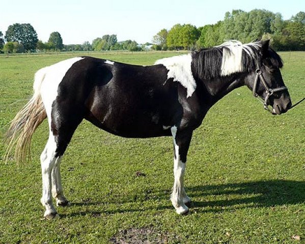 Zuchtstute Mara (Lewitzer, 2004, von Munser)