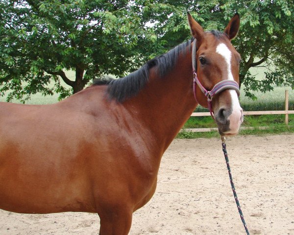 horse Sid 22 (Hanoverian, 2004, from Silvio I)