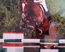 broodmare Queen Mam (Oldenburg show jumper, 2003, from Quidam's Rubin)