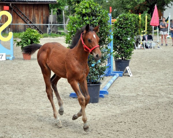 stallion Carrera (Austrian Warmblood, 2016, from Camparino)