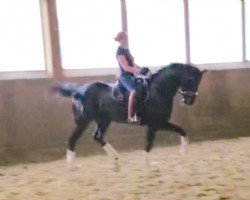 dressage horse Licosecco (Oldenburg, 2011, from Licotus)