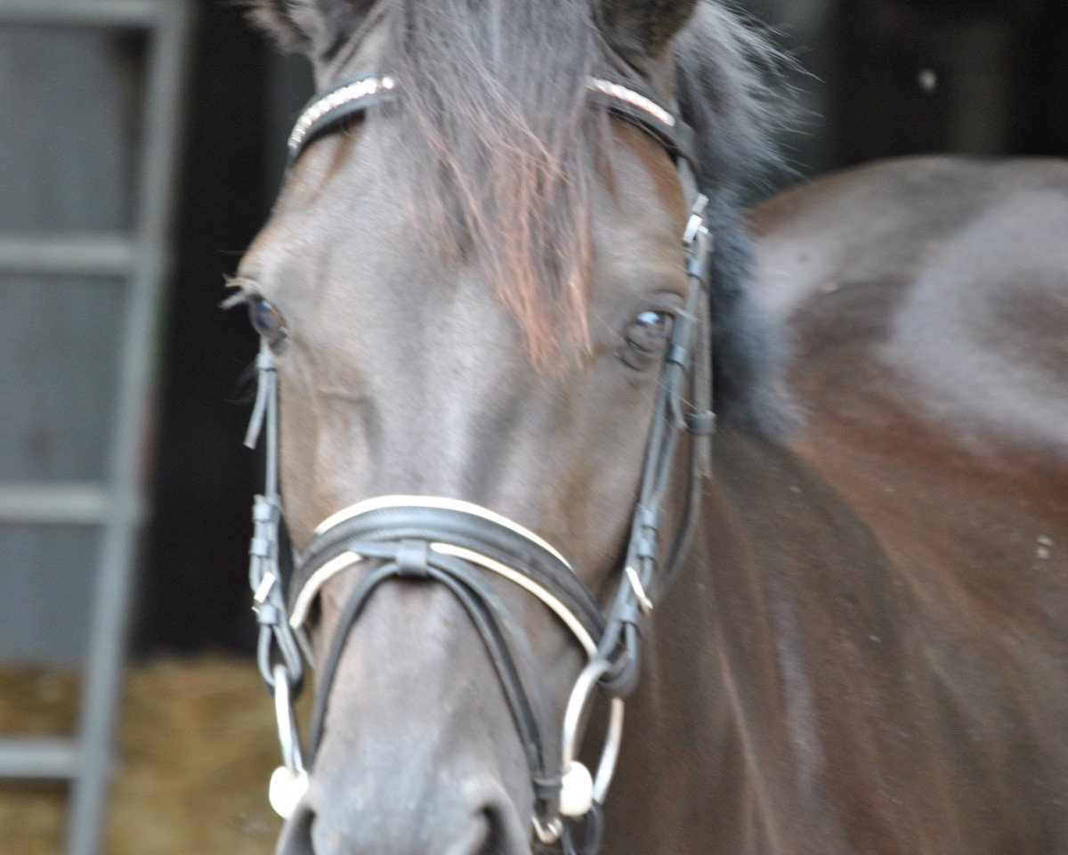 Zuchtstute Candy black Pearl S (Holsteiner, 2007, von Capitalist)