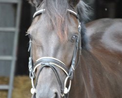 jumper Candy black Pearl S (Holsteiner, 2007, from Capitalist)