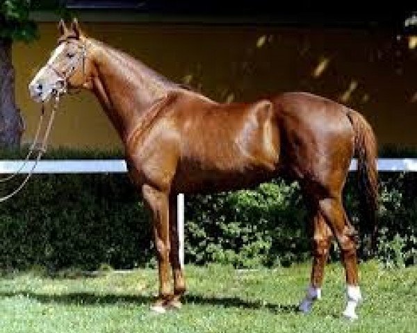 stallion My Colt xx (Thoroughbred, 1991, from Notorius xx)