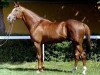 Deckhengst My Colt xx (Englisches Vollblut, 1991, von Notorius xx)