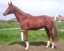 broodmare My Colt Krakatau (Kisber-Felver, 2010, from My Colt xx)