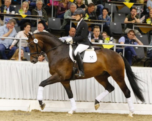 Dressurpferd Fürst Hit (Hannoveraner, 2011, von Fürstenball)