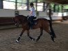 dressage horse Little Lucky Boy (Westphalian, 2012, from Lord Carnaby)