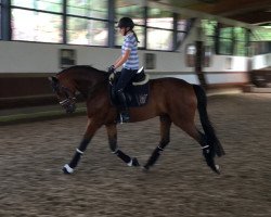 dressage horse Little Lucky Boy (Westphalian, 2012, from Lord Carnaby)