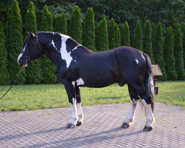 horse Selim (Polish Heavy Draft, 2009)