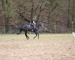 jumper Escador Emile (Rhinelander, 2011, from Espatako)