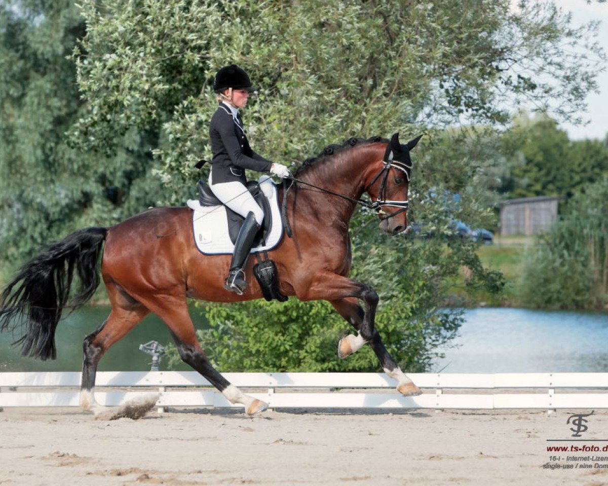 dressage horse Baron Bellini (Württemberger, 2011, from Belissimo NRW)