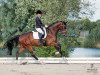 dressage horse Baron Bellini (Württemberger, 2011, from Belissimo NRW)