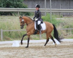 stallion Concord 71 (German Riding Pony, 2011, from FS Champion de Luxe)