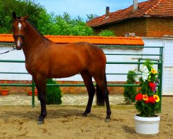 jumper Xul Ha (KWPN (Royal Dutch Sporthorse), 2012, from Gentleman)