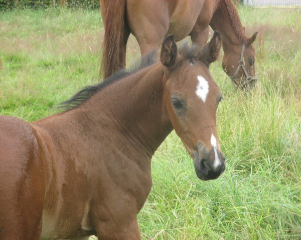 Springpferd Hengst von Blockbuster x Cartani (Hannoveraner, 2016, von Blockbuster)