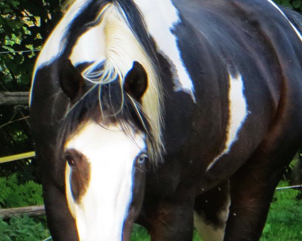 stallion Tl Cats Avenger (Paint Horse, 1990, from Cats Lad)