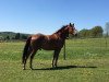 dressage horse Dust in the Wind (Hessian Warmblood, 2001, from Donnerschlag)