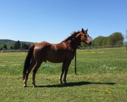 dressage horse Dust in the Wind (Hessian Warmblood, 2001, from Donnerschlag)