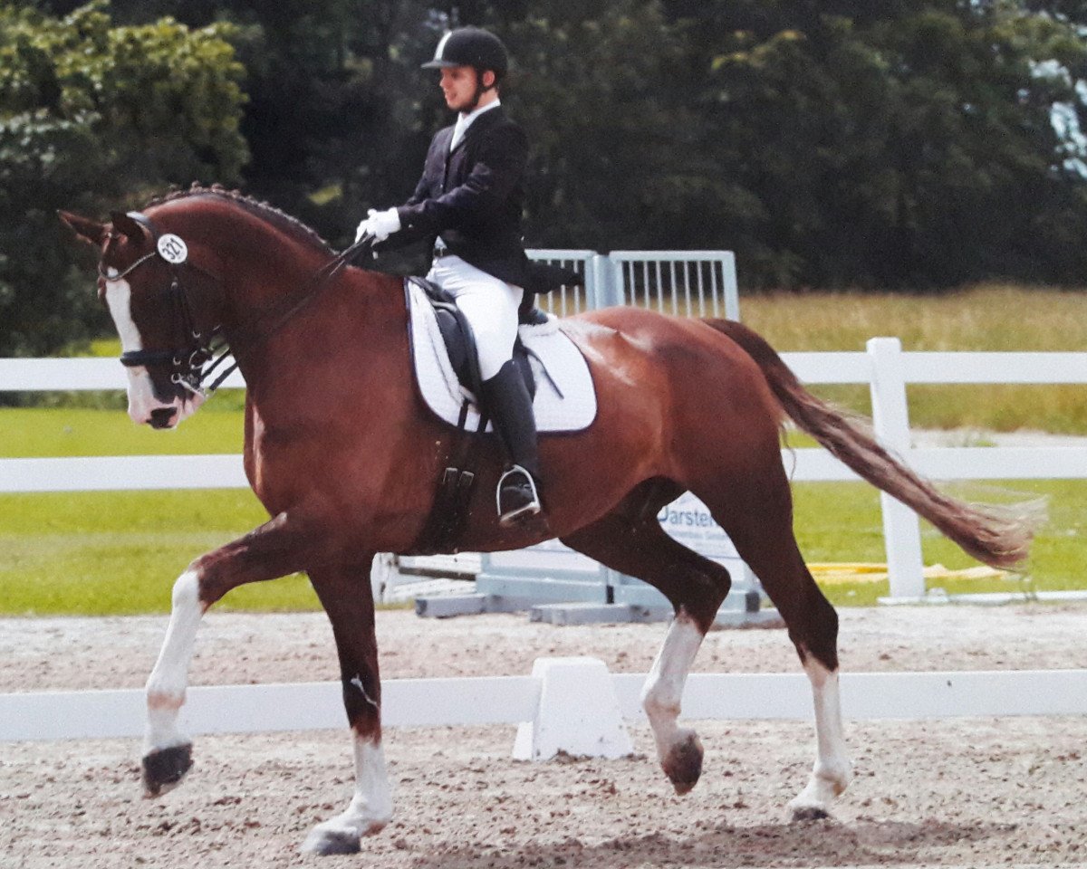 dressage horse Romus 5 (Hanoverian, 2009, from Rotspon)