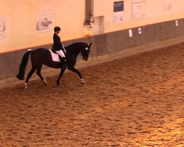 Reitturnier Dallgow 2019