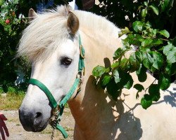 stallion Hisco (Fjord Horse, 1997, from Helge)