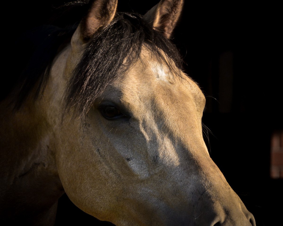 Zuchtstute Cream della Cream VEC WE (Deutsches Reitpony, 2013, von Caramel FH WE)