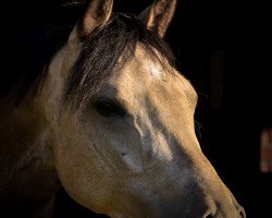 Zuchtstute Cream della Cream VEC WE (Deutsches Reitpony, 2013, von Caramel FH WE)