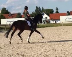 dressage horse Dear Doosie (Rhinelander, 2009, from Daddy Cool)