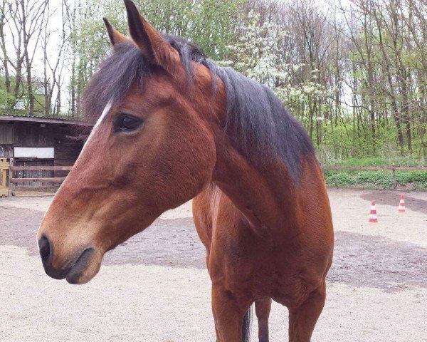 Pferd Orchid's Penny (New-Forest-Pony, 2003, von Kantje's Carlando)