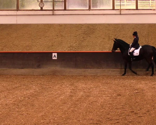 Reitturnier Dallgow 2019
