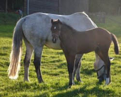 Pferd Carlsson vom Deich 3 (Holsteiner, 2012, von Caretino)